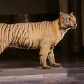 Image of a Javan tiger specimen in a museum 