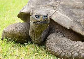 Image of Oldest Tortoise 