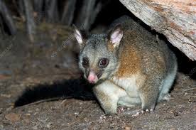 Image of Brushtail Possum 