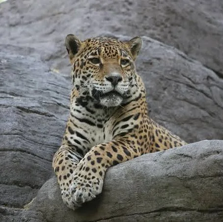 Image of Jaguar 