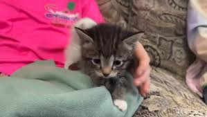 Image of a kitten getting rescued. 